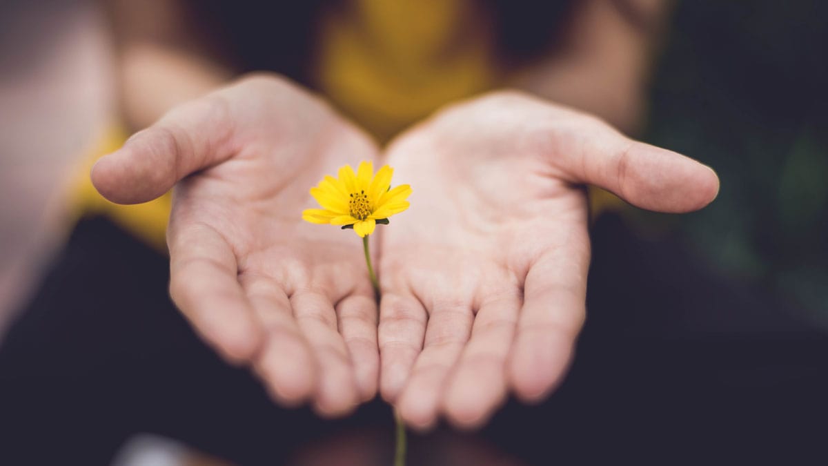 Yellow flower in hands